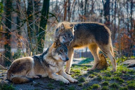 wolf knot|why do wolves get stuck.